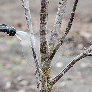Sprinkling of trees with fungicide photo