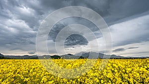 Sprint time in Transylvania , clouds and flowers of rapeseed  with mountains in the background