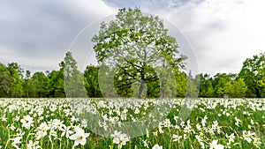 Sprint time in Transylvania , wild flowers in the forest with blue sky and clouds , Nature landscape