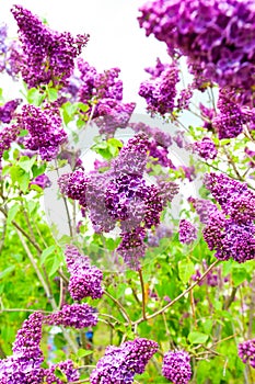 Sprintime syringa lilac flowers in green garden.