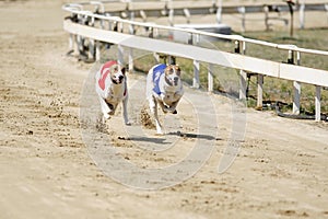 Sprinting dynamic greyhounds on the race course