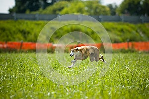 Sprinting free greyhound