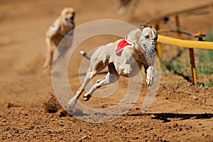 Sprinting greyhound