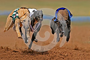 Sprinten windhunde 