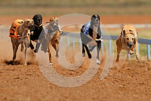 Sprinting greyhounds