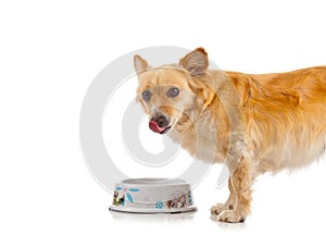 Spritz dog on white background
