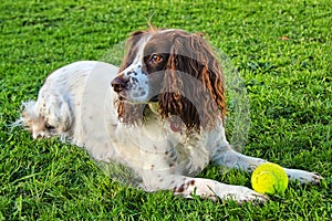 Sprocker Spaniel