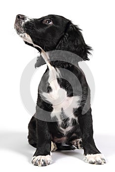 sprocker spaniel puppy looking up