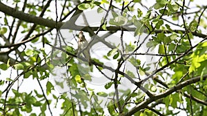 Sprosser or Thrush nightingale (Luscinia luscinia) sitting on a branch and sings a song