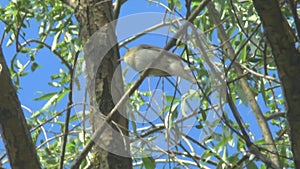 Sprosser or thrush nightingale sitting on a branch and sings a song