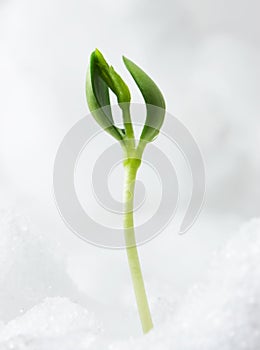 Sprout photo