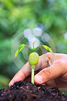 Sprout of Afzelia xylocarpa and human hand photo