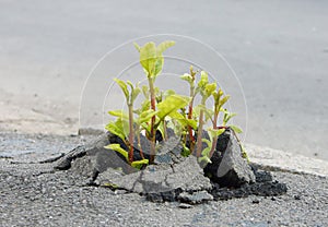 Sprout through asphalt