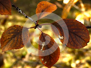 Sprout the autumn leaves on the branch