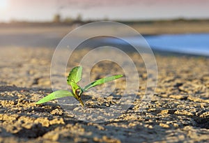 Sprout on the background of dry cracked soil