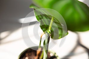 Sprout Calathea Orbifolia unfolds green leaf close-up on the windowsill in bright sunlight with shadows. Potted house plants,