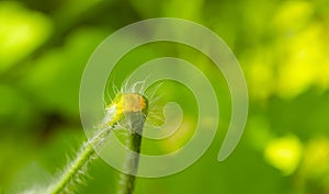 Sprout of Chelidonium majus leaves also known:greater celandine, nipplewort, swallow wort or tetterwort latex is used for getting