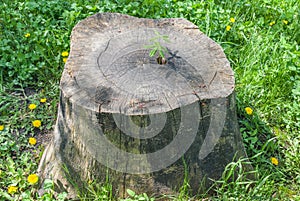 Sprout of chestnut tree grows on a stub