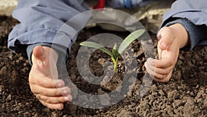 Sprout in children hand