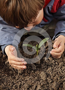 Sprout in children hand