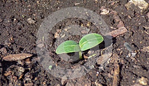 Sprout closeup, cucumber seedling in the greenhouse.