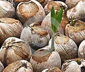 Sprout of coconut