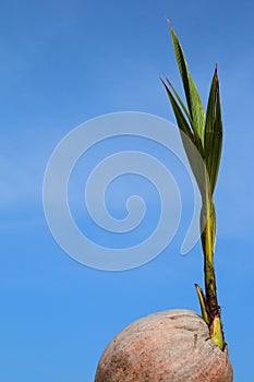 Sprout of coconut