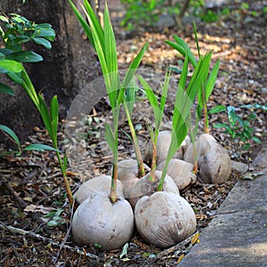 Sprout of coconut tree