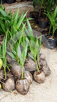 Sprout of coconut tree