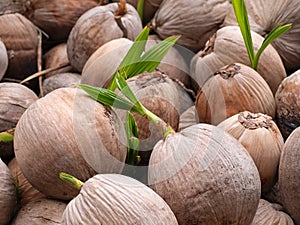 sprout of coconut tree coconut seedlings