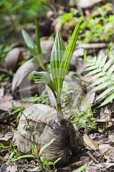 Sprout of coconut tree, green tender leafs