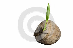 Sprout of coconut tree growing out isolated