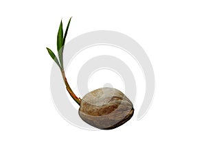 Sprout of coconut tree isolated on white background with clipping path.