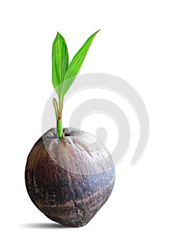 Sprout of coconut tree isolated on white with clipping path.