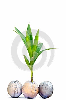 Sprout of coconut tree