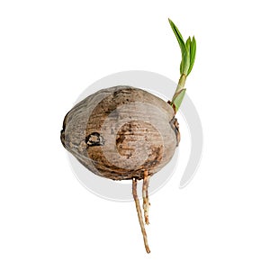 Sprout of coconut tree on white background