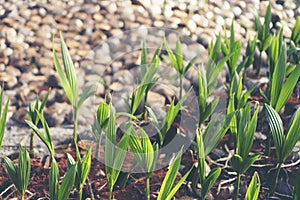 Sprout of coconut tree, Young coconut seed germination green lea