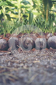 Sprout of coconut tree, Young coconut seed germination green lea