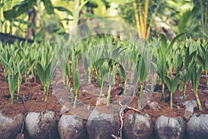 Sprout of coconut tree, Young coconut seed germination green lea