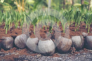 Sprout of coconut tree, Young coconut seed germination green lea