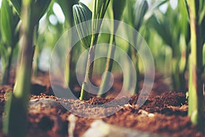 Sprout of coconut tree, Young coconut seed germination green lea