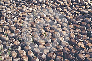 Sprout of coconut tree, Young coconut seed germination green lea