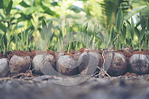 Sprout of coconut tree, Young coconut seed germination green lea