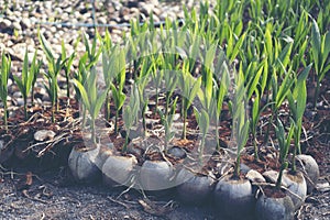 Sprout of coconut tree, Young coconut seed germination green lea