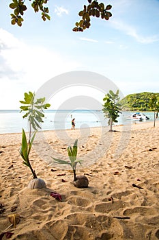 Sprout of coconut trees