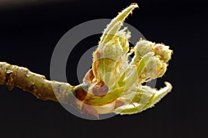 Sprout of common pear Pyrus communis