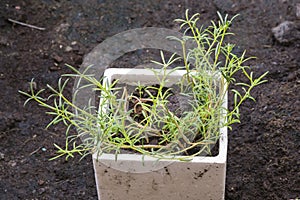 Sprout common purslane