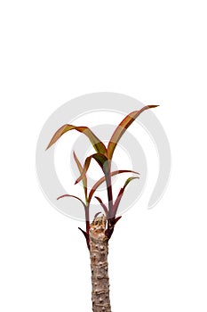 Sprout Cordyline tree at peak, isolated on white background