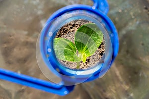 the sprout is covered with a plastic bottle. a small greenhouse made of a plastic bottle.