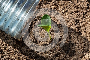 the sprout is covered with a plastic bottle. a small greenhouse made of a plastic bottle.